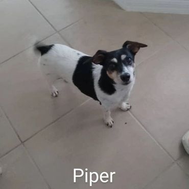 Pet Services include Private Dog Transport, In Home Pet/House Sitting, Pet Visits, and Dog Walking