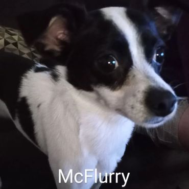 Pet Services include Private Dog Transport, In Home Pet/House Sitting, Pet Visits, and Dog Walking