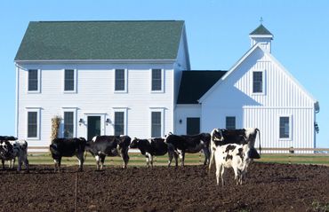 Classic white colonial on a working farm.  Cow pasture with cows in the front yard in Paoli Wisconsi