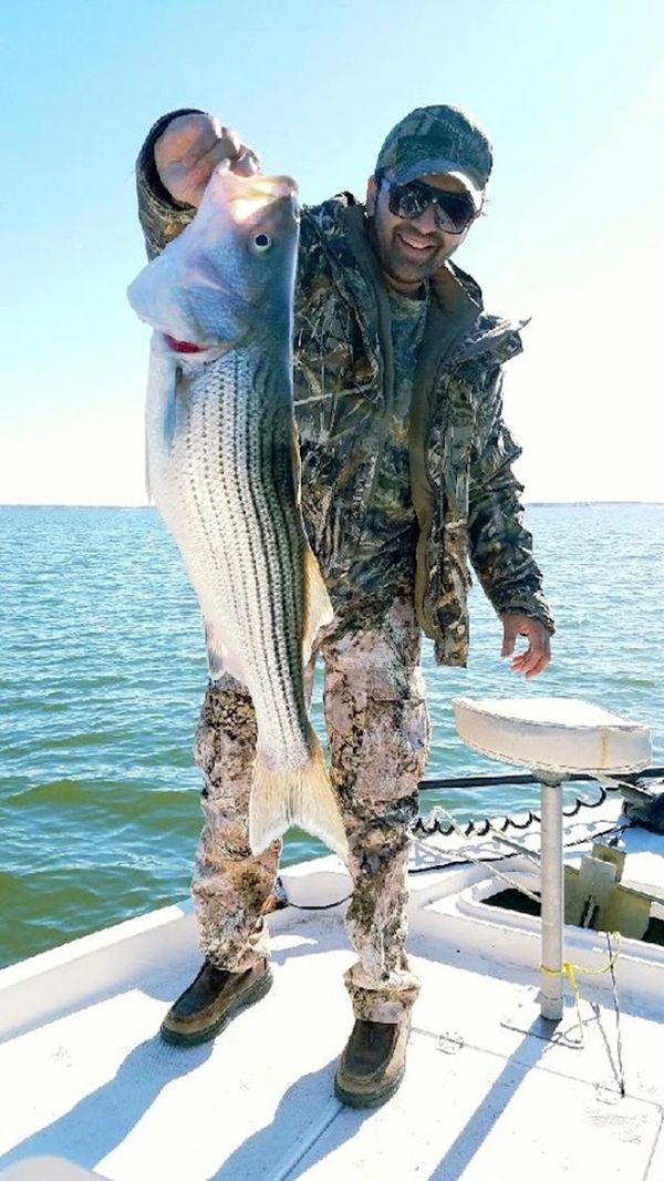 31" Striped Bass caught on a cold day.