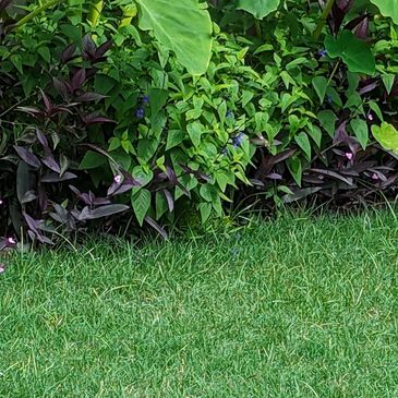 Clustered plants featuring salvia, purple heart, elephant ear, in front of a bed of green grass.