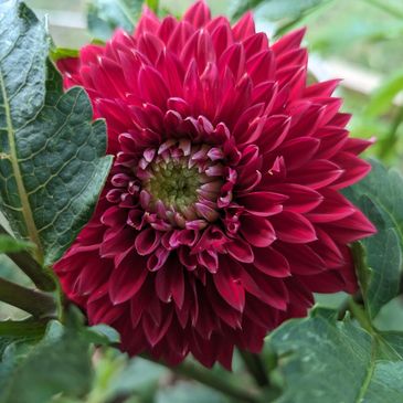 Single bloom vibrant red Dahlia with thin elongated petals that curl slightly green leaves surround.