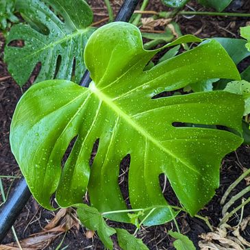 Image of two green split leaf monstera surrounded by vining plant, brown leaves and water hose.