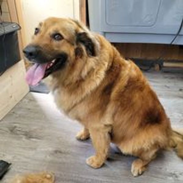 A fluffy brown dog sitting indoors with its tongue out.
