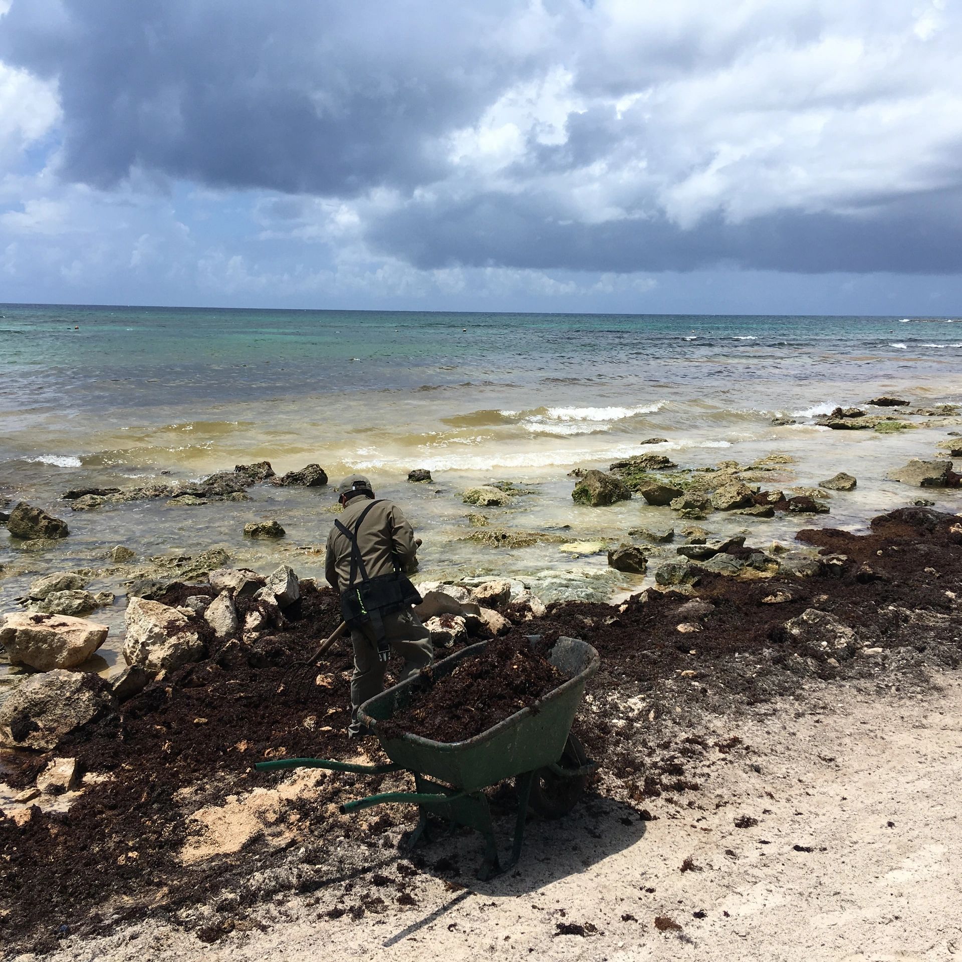 Exponential growth of sargassum caused by eutrophication in Quintana Roo, Mexico 