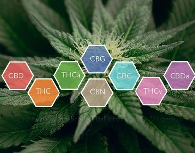 Cannabinoids found in Full Spectrum CBD for Pets