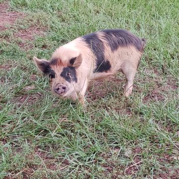 Kune Kune boar piglet