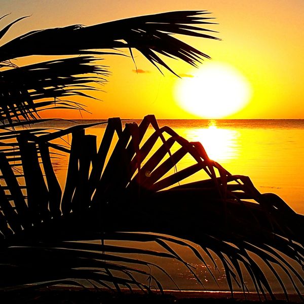 Palm leaves silhouetted against a golden sunset over calm water.