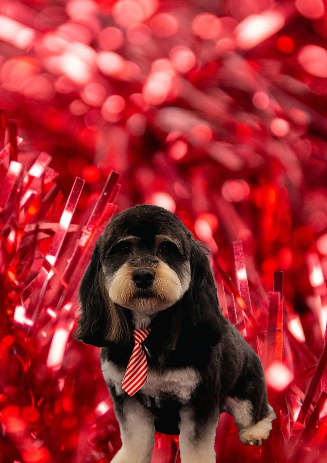 K9 By Design Mobile Groomer, Dog Groomer