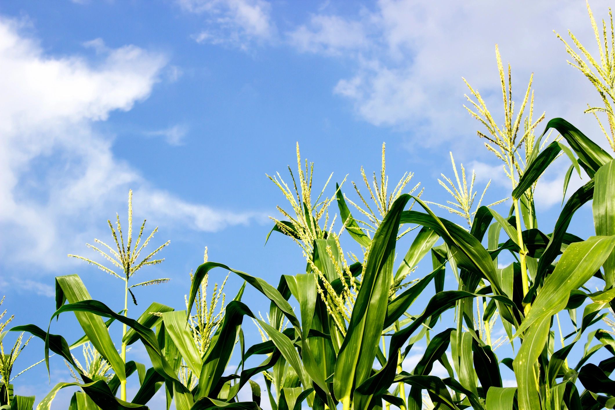 Qualifications | CORN POLLEN CONSULTING, LLC.