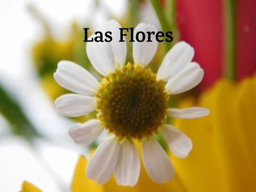Close-up of a white daisy flower with text.