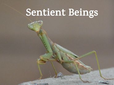 Close-up of a praying mantis with 'Sentient Beings' text.