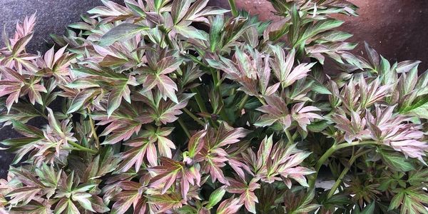 Itoh Peony foliage