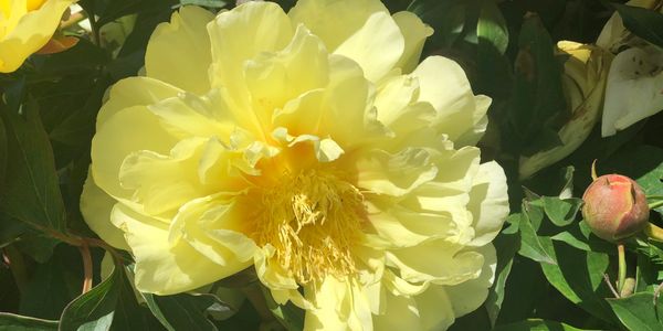 Bartellza - yellow Itoh Peony