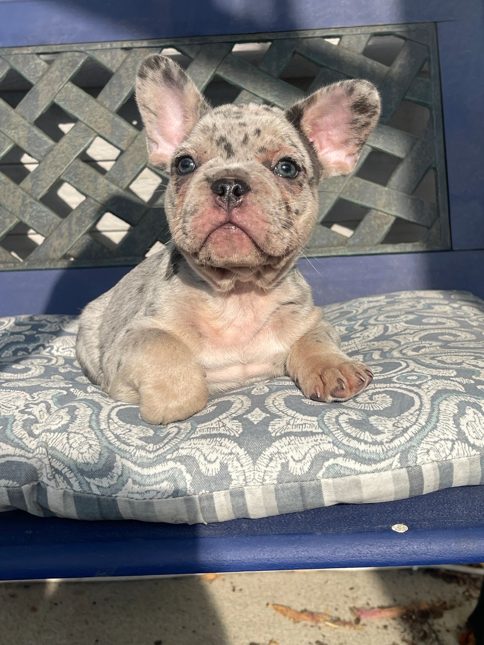 French Bulldog litter