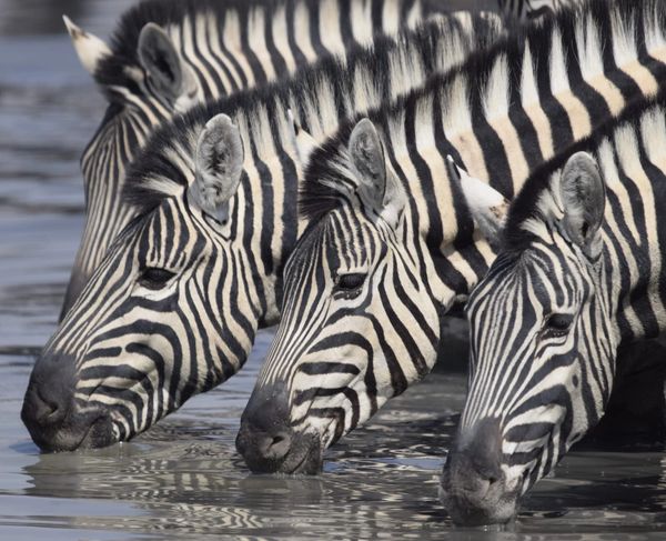 Etosha national Park Zebras Namibia