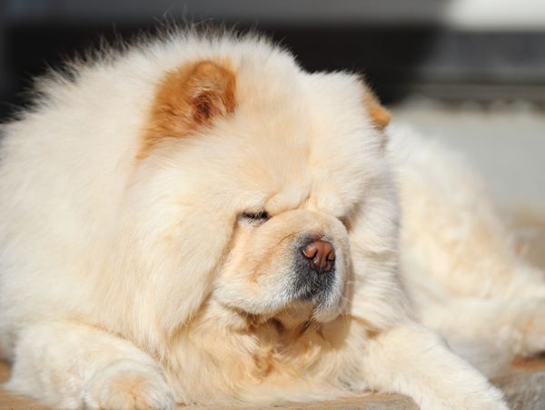 Mini Chow Chow