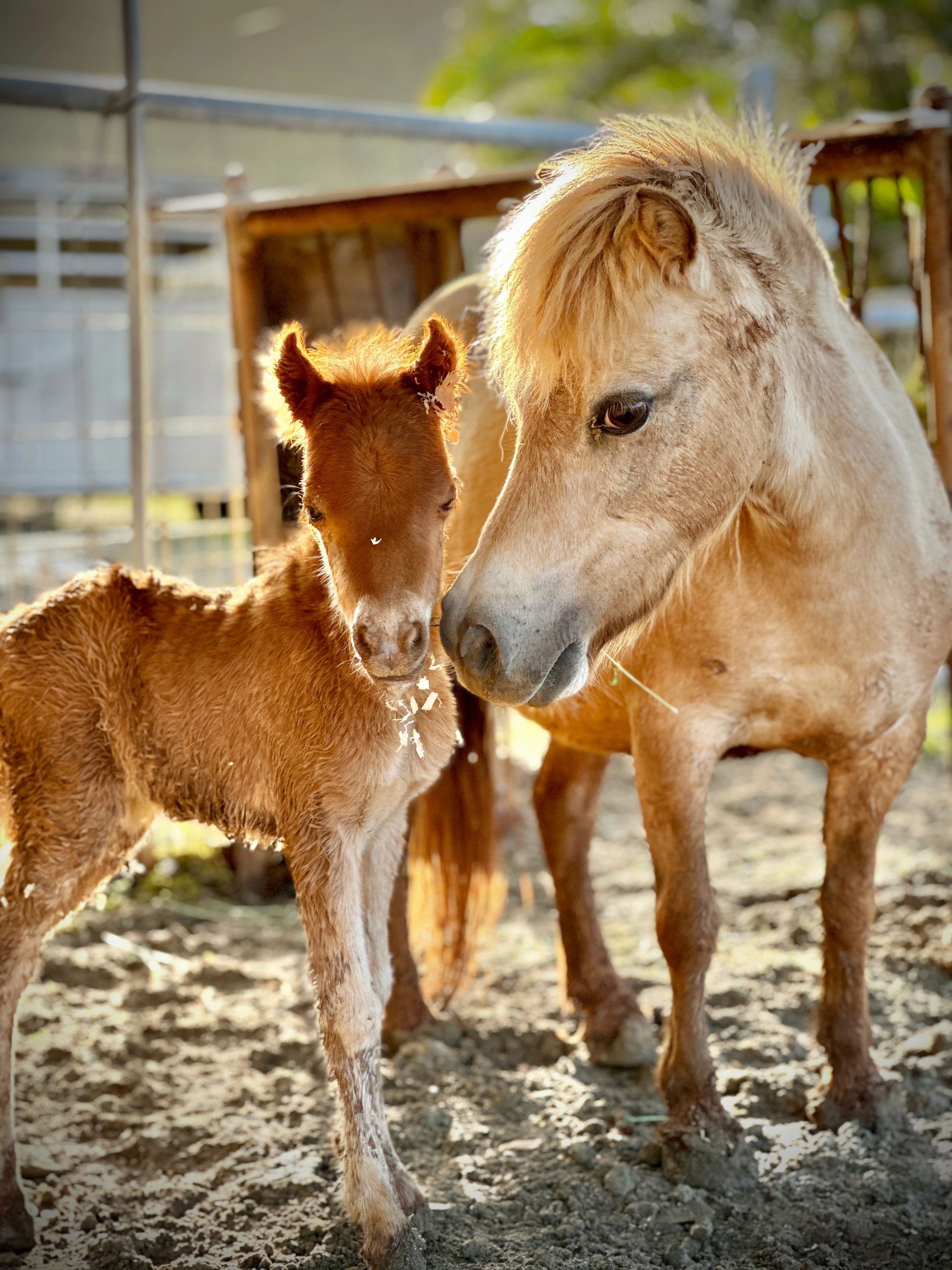 Our Mini Horses, image size:1920x2560