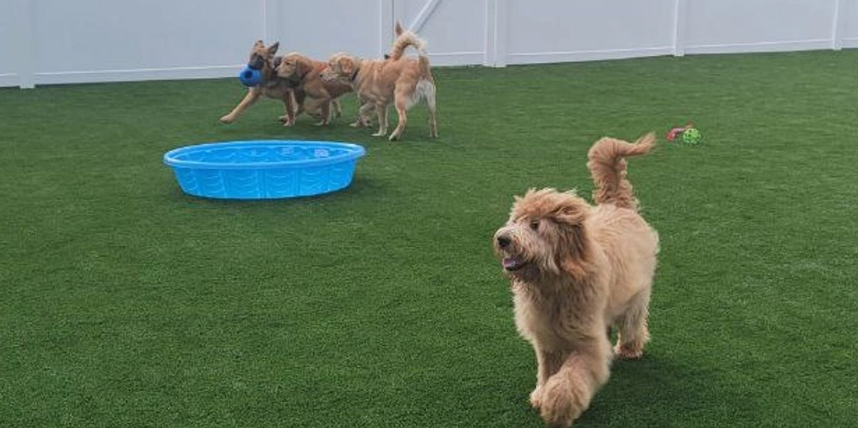cost of dog training, how much is board and train, how much does it cost to train a dog