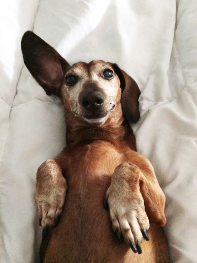 Smiling Dachshund