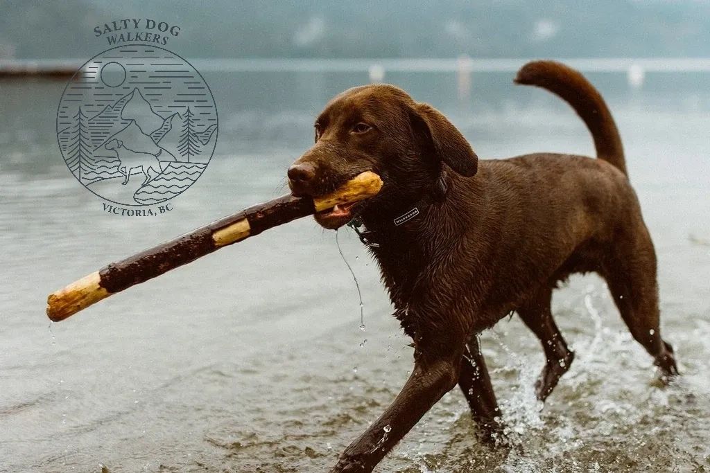 Salty Dog Walkers Dog Walking Services, Pack Walks