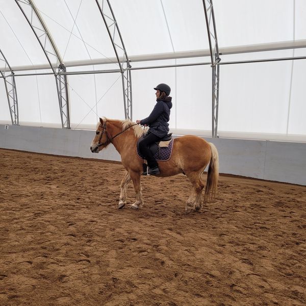 Our lesson pony being ridden by a student.