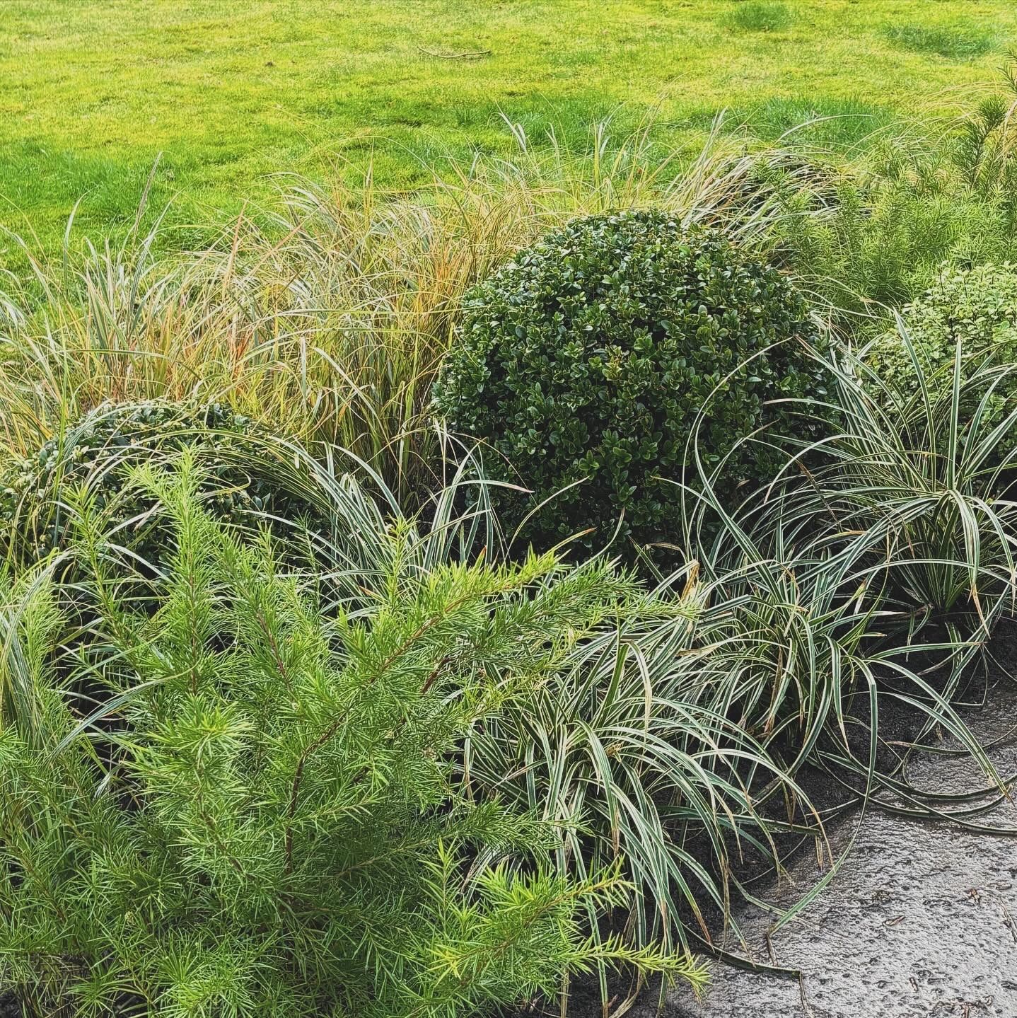Topiary and grass mixed border between large lawn and patio.