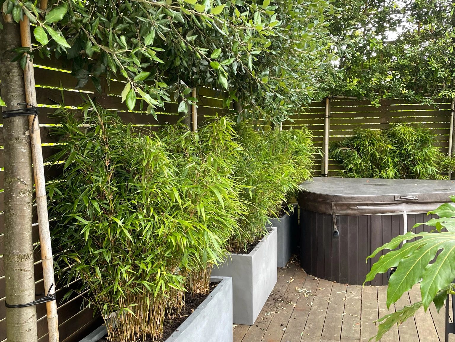 Deck planting surrounding hot tub. Mixture of Fargesia and Quercus ilex.