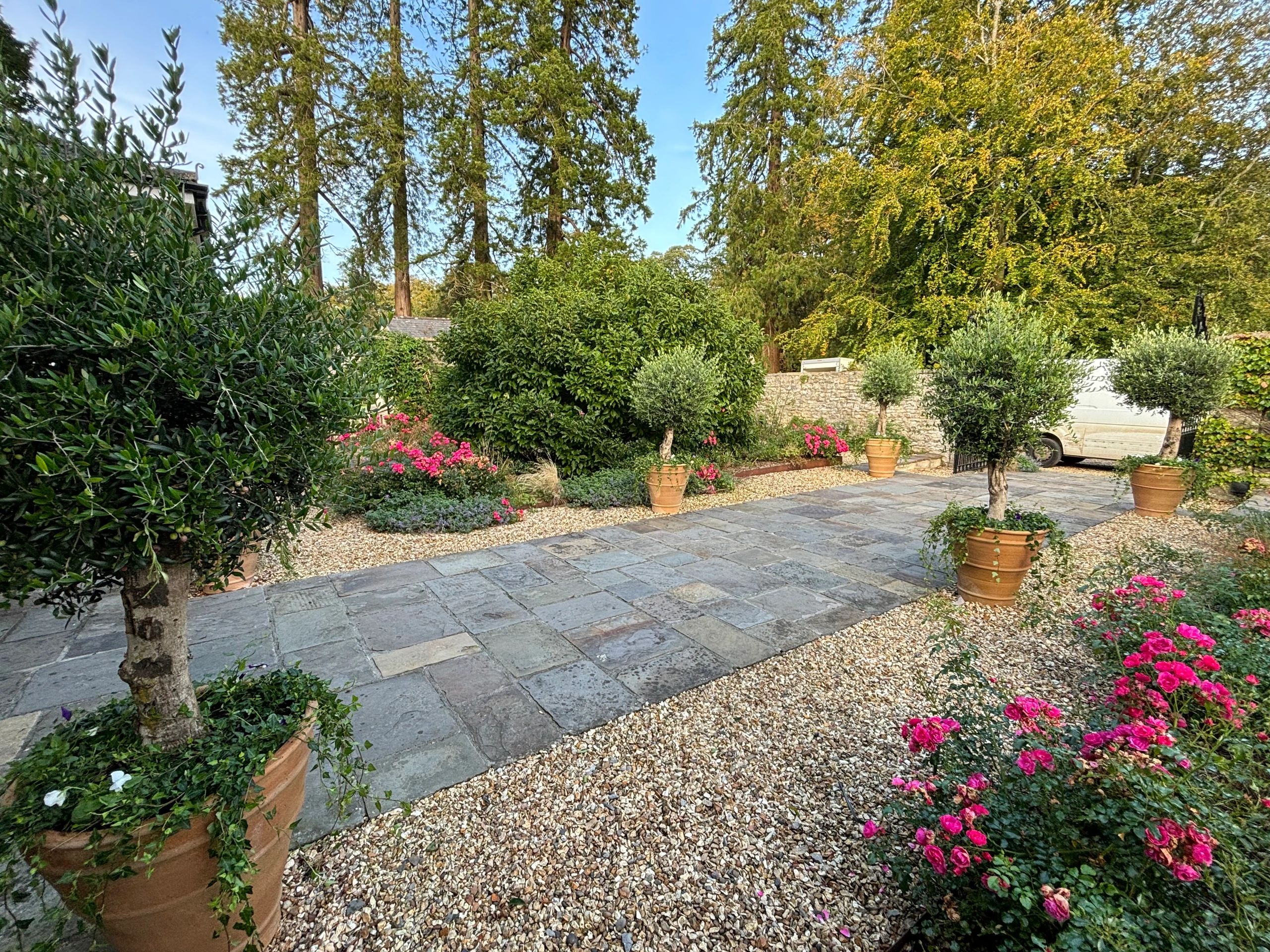 Entrance aligned with mature Olea europaea and underplanted with Hedera helix & white Pansies