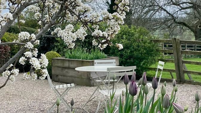 Kitchen garden in Spring, Prunus x yedoenis & Tulipa 'Purple Prince'