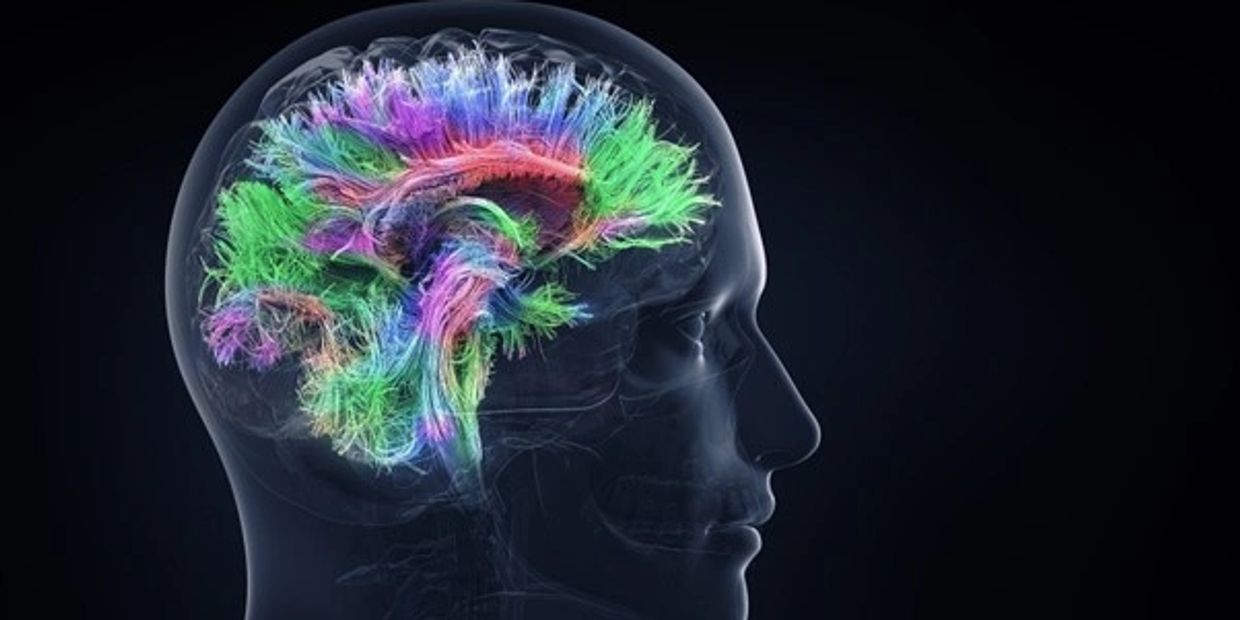 https://www.betteraging.com/aging-science/the-importance-of-neuroplasticity-as-we-age/