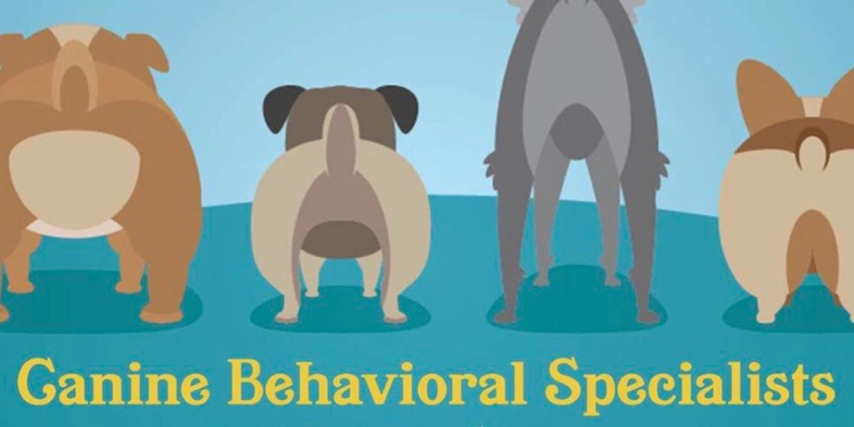 Canine hotsell behavioral specialists