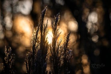 Sun rising behind some lacy marsh grass | Photography Lessons | TJ Waller Photography
