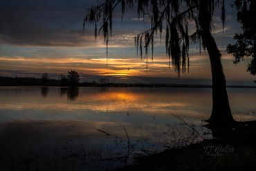 Beautiful sunrise on the St. Johns River with a Cypress tree and a bird | Photography lessons