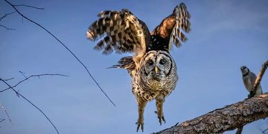 Barred owl launching from pine branch taken by TJ Waller of TJ Waller Photography