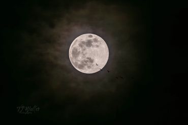 Full Super Moon with birds flying across | Photography lessons | TJ Waller Photography