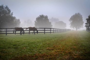 foggy morning at willow run south