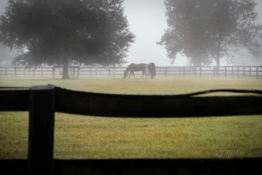foggy morning at willow run south