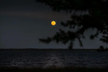 The full Pink Moon rising on the horizon with Cedar branches on Lk. Harney, Geneva, Fl By TJ Waller