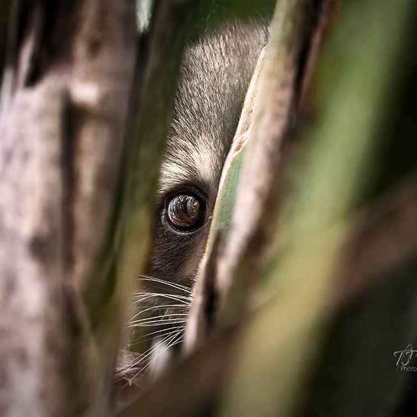 Raccoon in a Palm tree hiding behind fronds during a photography workshop by TJ Waller Photography