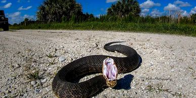 A low-angle photo of a water moccasin coiled on a road, mouth wide open striking  by TJ Waller