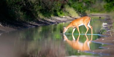 White-tailed doe drinking calmly from the middle of a stream. Taken by TJ Waller Photography
