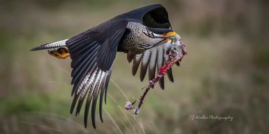 Crested Caracara flying with dead bird in beak using "Kinetic Composition" by TJ Waller Photography