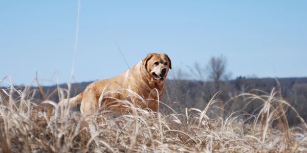 Golden retriever standing in dry grass under clear blue sky.