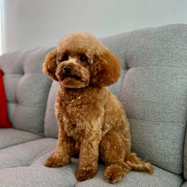 Nos reproducteurs sont de races caniche, bichon et yorkshire.