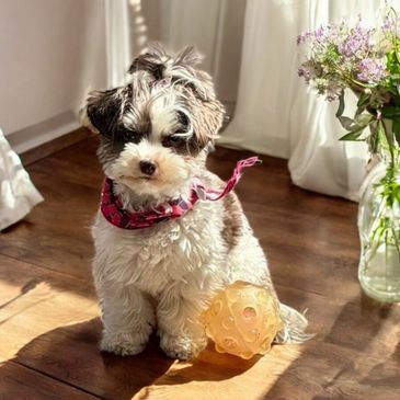 Nos reproducteurs sont de races caniche, bichon et yorkshire.