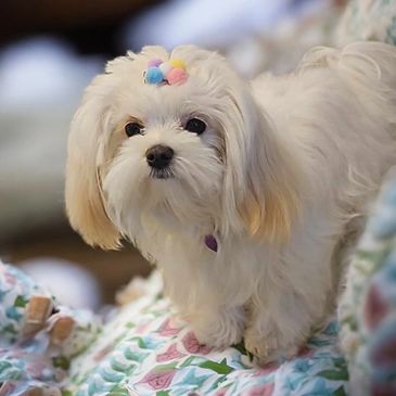 Nos reproducteurs sont de races caniche, bichon et yorkshire.