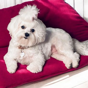 Nos reproducteurs sont de races caniche, bichon et yorkshire.