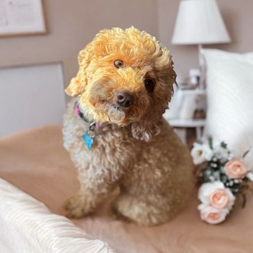 Nos reproducteurs sont de races caniche, bichon et yorkshire.