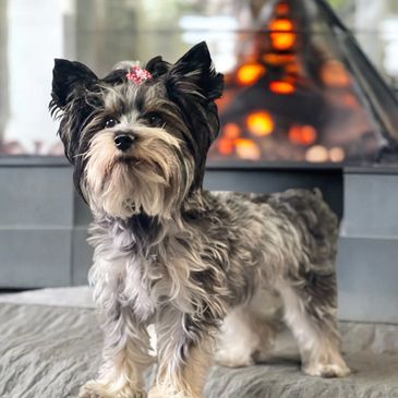 Nos reproducteurs sont de races caniche, bichon et yorkshire.